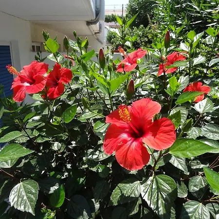 Michalis & Aparthotel Kos