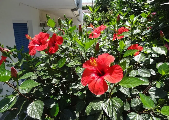 Michalis & מלון דירות העיירה קוס